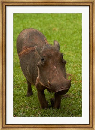 Framed Warthog, Phacochoerus africanus, Kruger NP, South Africa Print