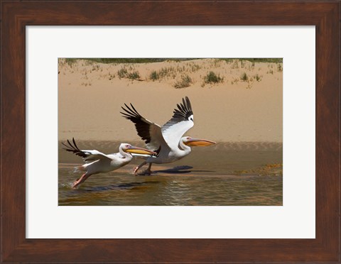 Framed White Pelicans, Sandwich Harbor, Namib-Naukluft, Namibia Print