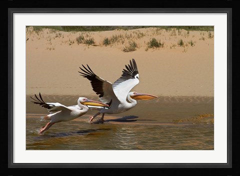 Framed White Pelicans, Sandwich Harbor, Namib-Naukluft, Namibia Print