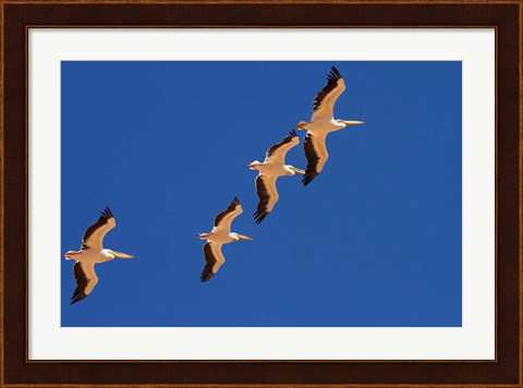 Framed White Pelicans in the sky, Sandwich Harbor, Namibia Print