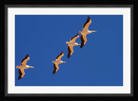 Framed White Pelicans in the sky, Sandwich Harbor, Namibia Print