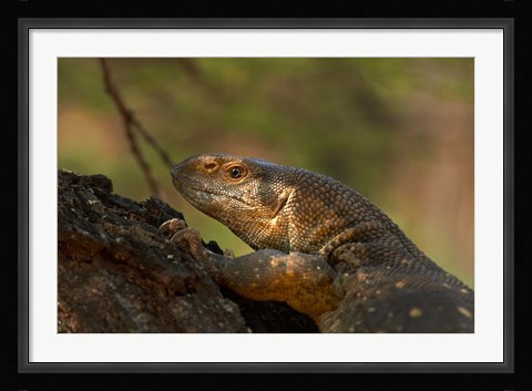 Framed White-throated monitor, Kruger NP, South Africa Print