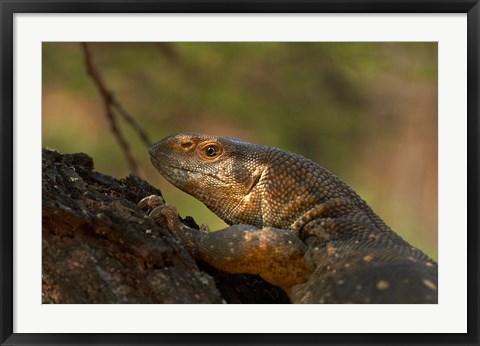 Framed White-throated monitor, Kruger NP, South Africa Print