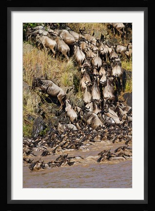 Framed Wildebeest crossing river Mara, Maasai Mara Wildlife Reserve, Kenya Print