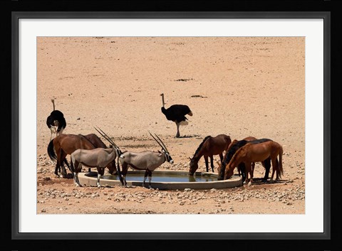 Framed Wildlife at Garub waterhole, Namib-Naukluft NP, Namibia, Africa. Print
