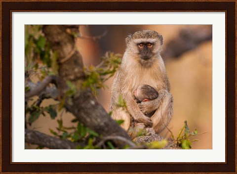 Framed Vervet monkey and infant, Okavango Delta, Botswana Print