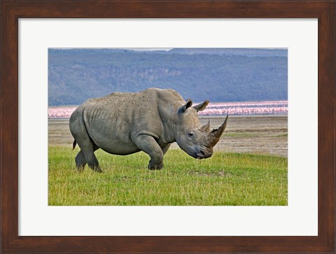Framed White Rhinoceros and Lesser Flamingos, Lake Nakuru National Park, Kenya Print