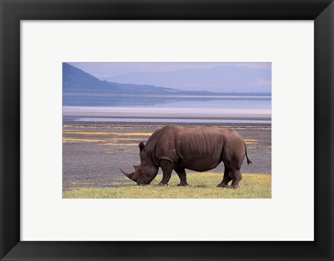Framed White Rhinoceros, Lake Nakuru National Park, Kenya Print
