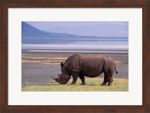 Framed White Rhinoceros, Lake Nakuru National Park, Kenya Print