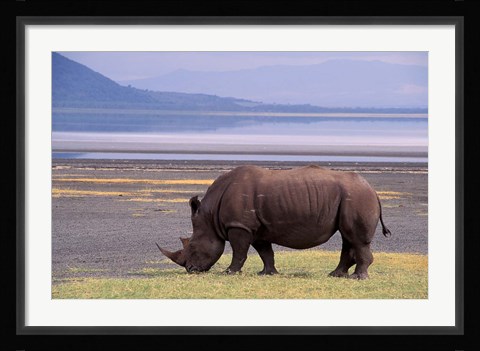 Framed White Rhinoceros, Lake Nakuru National Park, Kenya Print