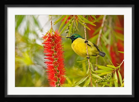 Framed Variable Sunbird, Aberdare Country Club, Nyeri, Kenya Print