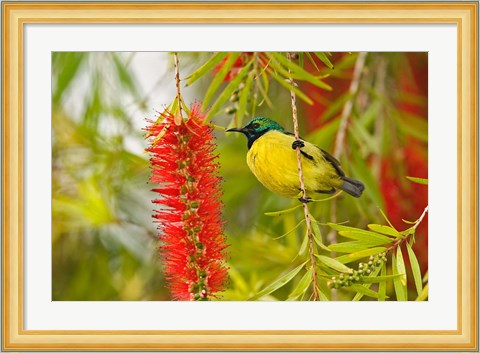 Framed Variable Sunbird, Aberdare Country Club, Nyeri, Kenya Print