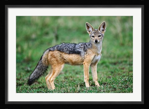 Framed Wild Dog, Black-backed Jackal, Masai Mara, Kenya Print