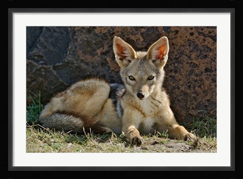 Framed Black-backed Jackal resting, Masai Mara, Kenya Print