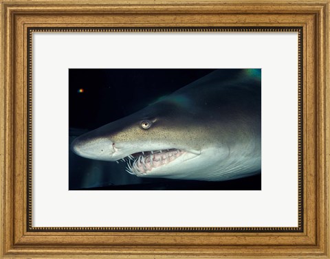 Framed Head of a Great White Shark, South Africa Print