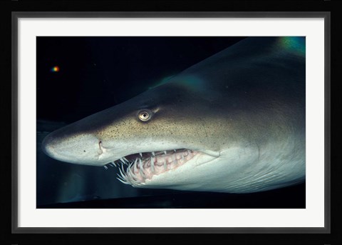 Framed Head of a Great White Shark, South Africa Print