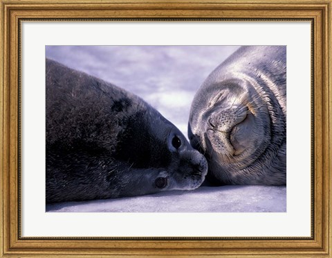 Framed Weddell Fur Seal Cow and Pup, Antarctica Print