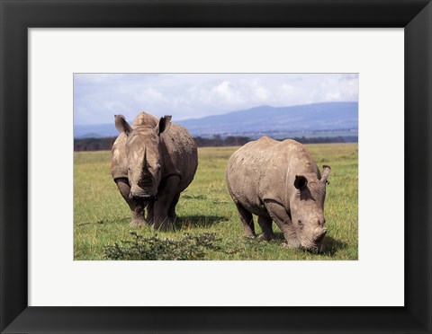 Framed White Rhinoceros grazing, Lake Nakuru National Park, Kenya Print
