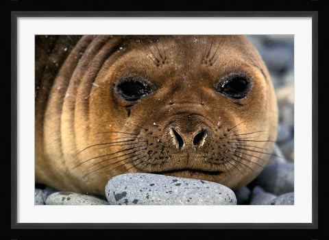 Framed Weddell Seal, South Georgia Island, Sub-Antarctica Print