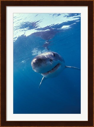 Framed Underwater View of a Great White Shark, South Africa Print