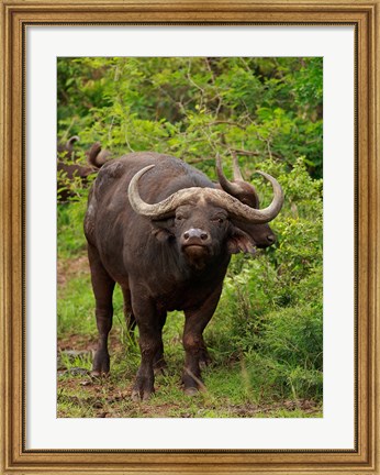 Framed Water Buffalo, Hluhulwe Game Reserve, South Africa Print