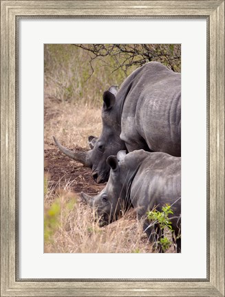 Framed White Rhino in Zulu Nyala Game Reserve, Kwazulu Natal, South Africa Print