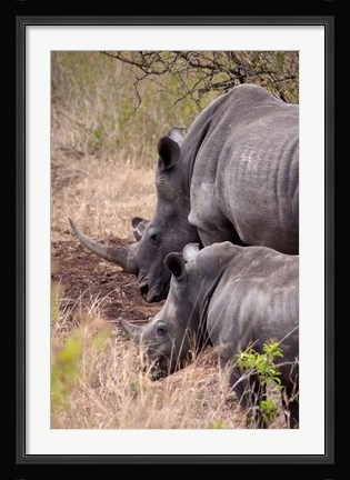 Framed White Rhino in Zulu Nyala Game Reserve, Kwazulu Natal, South Africa Print