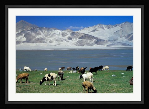 Framed View of Grazing Sheep, Karakuli Lake and Mt Kunlun, Silk Road, China Print