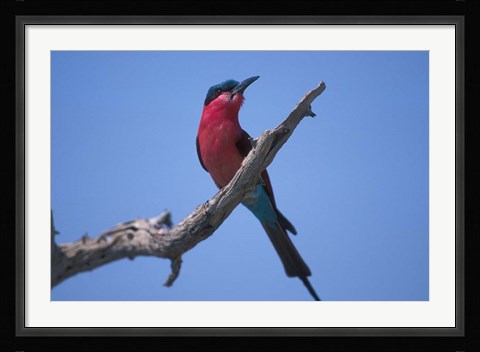 Framed White-Fronted Bee Eater, Chobe River, Chobe National Park, Botswana Print