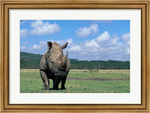 Framed White Rhinoceros Feeding, Lake Nakuru National Park, Kenya Print