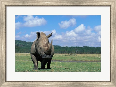 Framed White Rhinoceros Feeding, Lake Nakuru National Park, Kenya Print