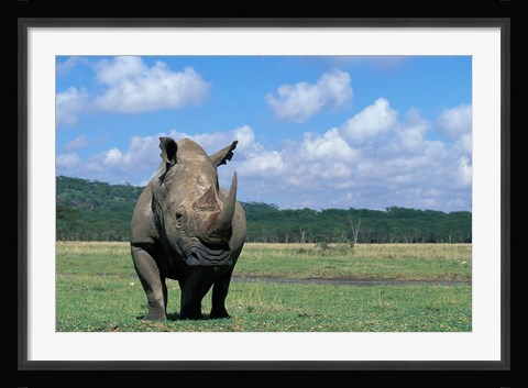 Framed White Rhinoceros Feeding, Lake Nakuru National Park, Kenya Print