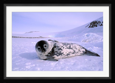 Framed Weddell Seal, Kloa 'EP' Rookery, Australian Antarctic Territory, Antarctica Print