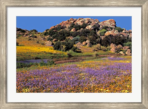 Framed Wildflowers Flourish, Namaqualand, Northern Cape Province, South Africa Print