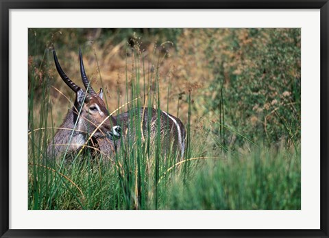 Framed Waterbuck Feeds in Marsh, Khwai River, Moremi Game Reserve, Botswana Print