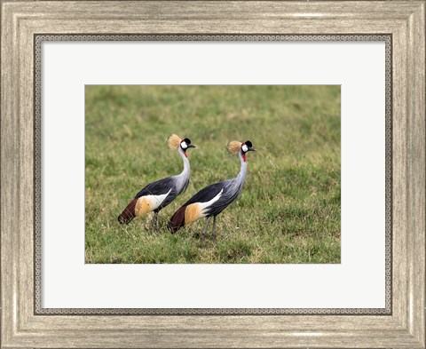 Framed Two Crowned Cranes, Ngorongoro Crater, Tanzania Print