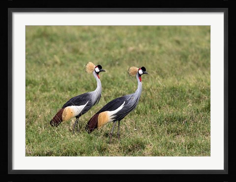 Framed Two Crowned Cranes, Ngorongoro Crater, Tanzania Print