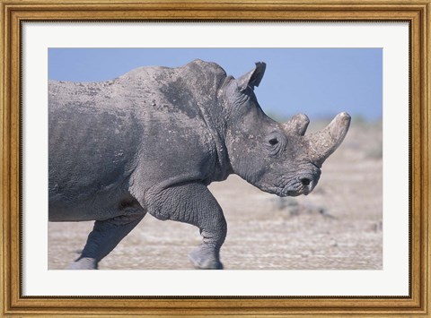 Framed White Rhino Running, Etosha Salt Pan, Etosha National Park, Namibia Print