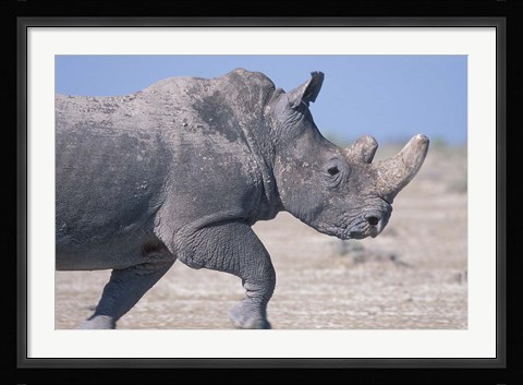 Framed White Rhino Running, Etosha Salt Pan, Etosha National Park, Namibia Print