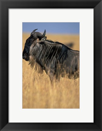 Framed Wildebeest during Serengeti Migration, Masai Mara Game Reserve, Kenya Print