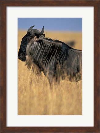 Framed Wildebeest during Serengeti Migration, Masai Mara Game Reserve, Kenya Print