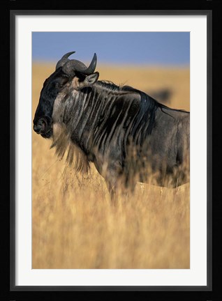 Framed Wildebeest during Serengeti Migration, Masai Mara Game Reserve, Kenya Print