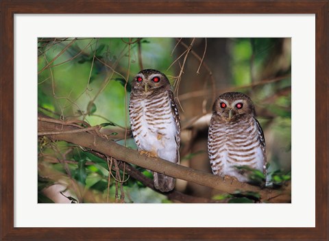 Framed White Browed Owls, Madagascar Print