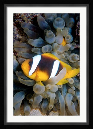 Framed Twobar Anemonefish, Bubble Tip Anemone, Egypt Print