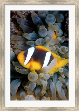 Framed Twobar Anemonefish, Bubble Tip Anemone, Egypt Print