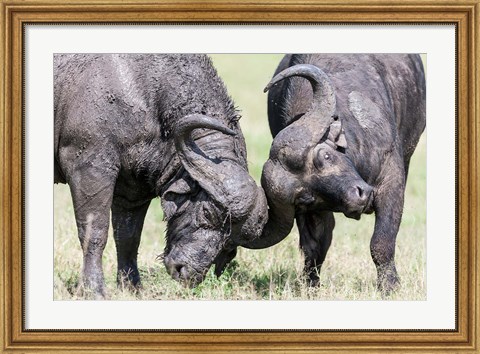 Framed Two bull African Buffalo head butting in a duel, Maasai Mara, Kenya Print