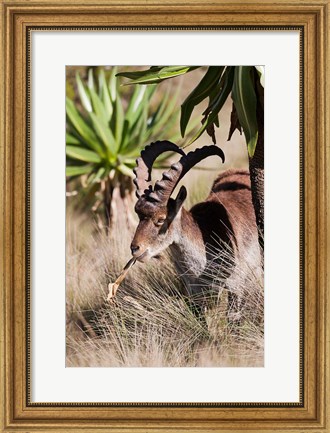 Framed Close Up of Walia Ibex, Ethiopia Print