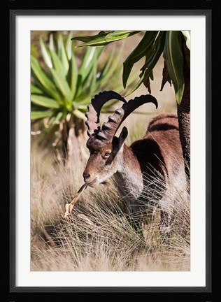 Framed Close Up of Walia Ibex, Ethiopia Print