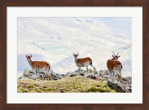 Framed Walia Ibex, Ethiopia Print