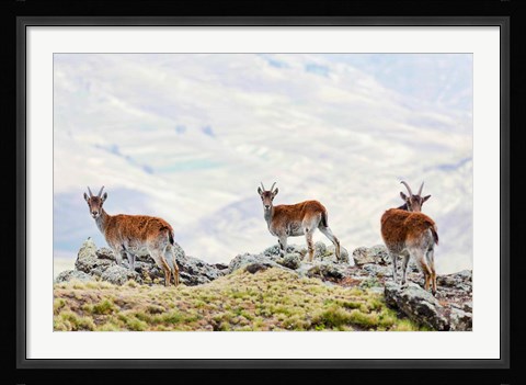 Framed Walia Ibex, Ethiopia Print